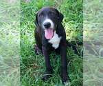 Small #2 Labrador Retriever