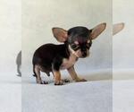 Small #19 Chihuahua