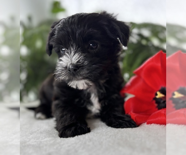 Medium Photo #12 Morkie Puppy For Sale in ROCK STREAM, NY, USA