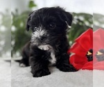 Small #11 Morkie