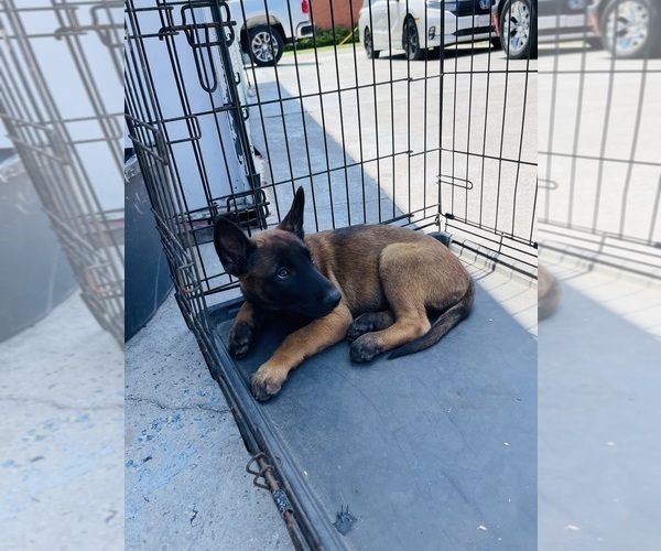 Medium Photo #6 Belgian Malinois Puppy For Sale in GARDENA, CA, USA