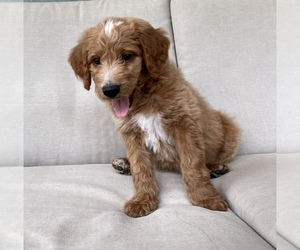 Goldendoodle Puppy for sale in BIG BEAR CITY, CA, USA