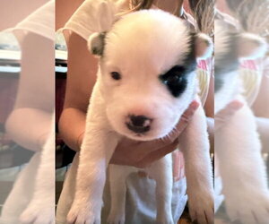 Siberian Husky Dogs for adoption in Matawan, NJ, USA