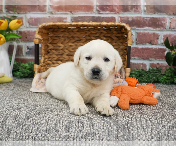 Medium Photo #4 Labrador Retriever Puppy For Sale in SYRACUSE, IN, USA