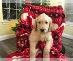 Small Photo #3 Goldendoodle Puppy For Sale in WEATHERFORD, TX, USA