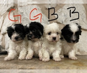 Havanese Puppy for sale in PORTLAND, OR, USA