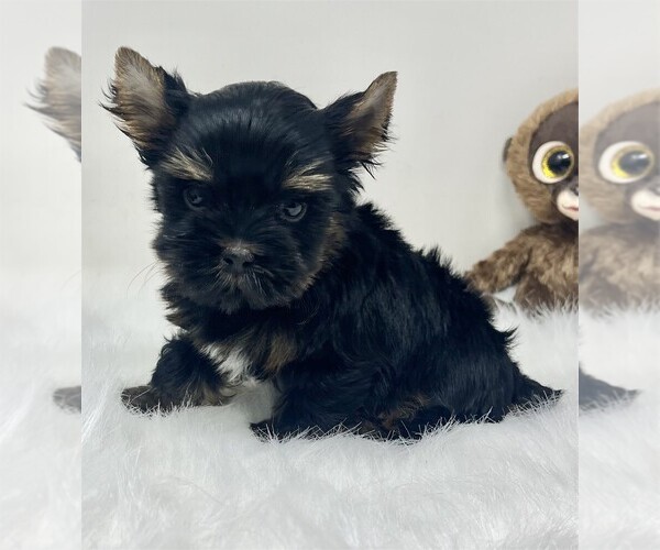 Medium Photo #16 Biewer Terrier Puppy For Sale in PEMBROKE PINES, FL, USA