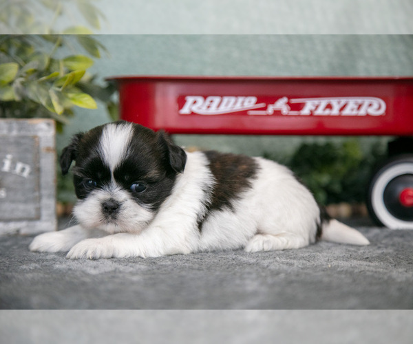 Medium Photo #1 Shih Tzu Puppy For Sale in CLARE, MI, USA