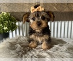 Small #3 Yorkshire Terrier