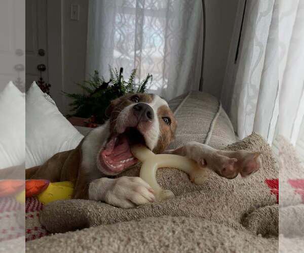 Medium Photo #8 American Pit Bull Terrier-Unknown Mix Puppy For Sale in Plymouth, MN, USA