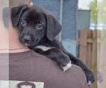 Small Photo #5 Border Collie-Unknown Mix Puppy For Sale in Huntley, IL, USA