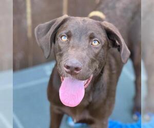 Labrador Retriever-Unknown Mix Dogs for adoption in San Diego, CA, USA
