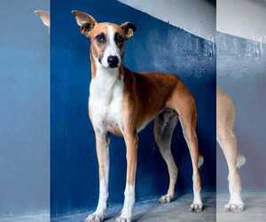 Greyhound Dogs for adoption in Cherry Hill, NJ, USA