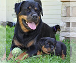Small Photo #5 Rottweiler Puppy For Sale in LYONS, OR, USA
