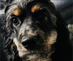 Small #2 Cocker Spaniel