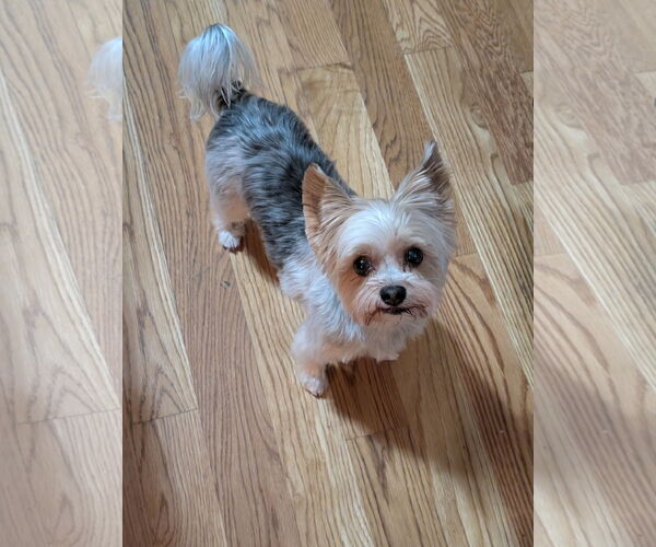 Medium Photo #2 Mutt Puppy For Sale in St. Louis Park, MN, USA