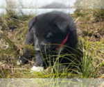 Small #1 Karelian Bear Dog