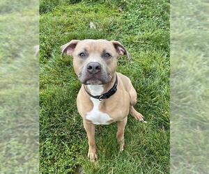 American Pit Bull Terrier Dogs for adoption in Lee's Summit, MO, USA