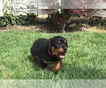 Small Photo #19 Rottweiler Puppy For Sale in OAK GLEN, CA, USA