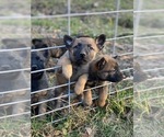 Small Photo #2 Belgian Malinois Puppy For Sale in HAMPSHIRE, TN, USA