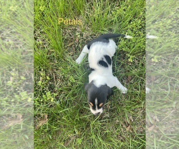 Medium Photo #5 Basset Hound Puppy For Sale in MARTINSVILLE, VA, USA