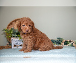 Small Photo #10 Cavapoo Puppy For Sale in DUNDEE, OH, USA
