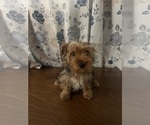Small Photo #11 Yorkshire Terrier Puppy For Sale in DURHAM, CT, USA