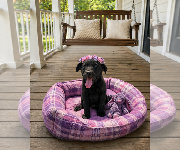 Medium Photo #1 Borador Puppy For Sale in Mt. Laurel, NJ, USA