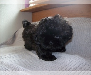 Shih Tzu Puppy for sale in S ZANESVILLE, OH, USA