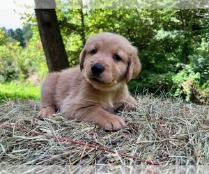 Golden Retriever Puppy for sale in KINGSPORT, TN, USA