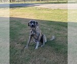 Small Photo #13 Anatolian Shepherd Puppy For Sale in COMMERCE, TX, USA