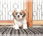 Small #1 Shih Tzu
