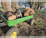 Small Photo #30 German Shorthaired Pointer Puppy For Sale in EVANSVILLE, WY, USA