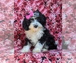 Small Photo #4 Miniature Bernedoodle Puppy For Sale in GLEN ROCK, PA, USA