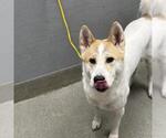 Small Akita Mix