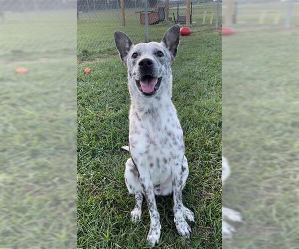 Medium Photo #1 Mutt Puppy For Sale in Rosenberg, TX, USA