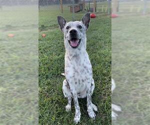 Mutt Dogs for adoption in Rosenberg, TX, USA