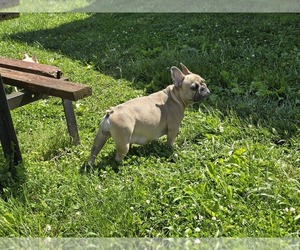 Mother of the French Bulldog puppies born on 07/23/2026