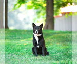 Small #1 Karelian Bear Dog Mix
