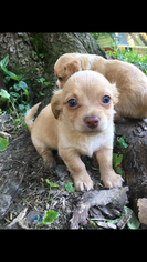 Chihuahua Puppy for sale in DRUMMONDS, TN, USA