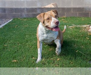 Medium American Staffordshire Terrier