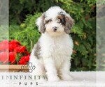 Small #6 Poodle (Miniature)