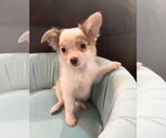 Small Photo #2 Chiranian Puppy For Sale in Grafton, WI, USA