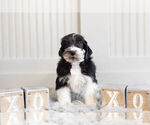 Small Photo #11 Schnauzer (Miniature) Puppy For Sale in WARSAW, IN, USA