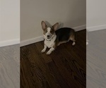 Small Photo #1 Pembroke Welsh Corgi Puppy For Sale in ABSECON, NJ, USA