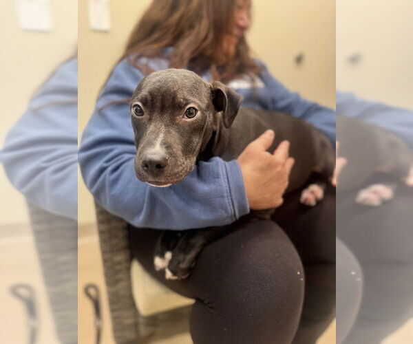 Medium Photo #1 Mutt Puppy For Sale in Elmsford, NY, USA