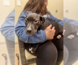 Mutt Dogs for adoption in Elmsford, NY, USA