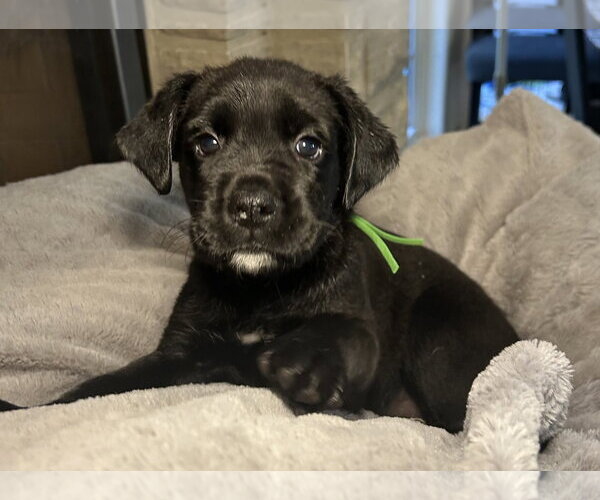 Medium Photo #1 Labrador Retriever-Unknown Mix Puppy For Sale in Hillsboro, MO, USA