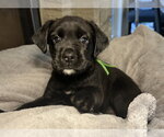 Tavi - Female Labrador Retriever-Unknown Mix Dog for Adoption - Small photo