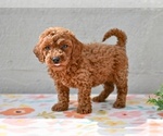 Small #3 Poodle (Miniature)